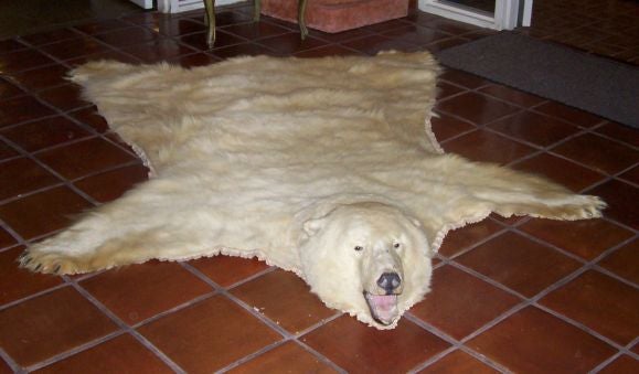 The carnivorous quadruped (ursus martinus) with a full head mount, fully clawed on a complete body mat in exquisite creamy ivory fur.  Jaws agape with glass eyes.  Lined with cotton muslin and double felt fringe, with rings for wall hanging, by