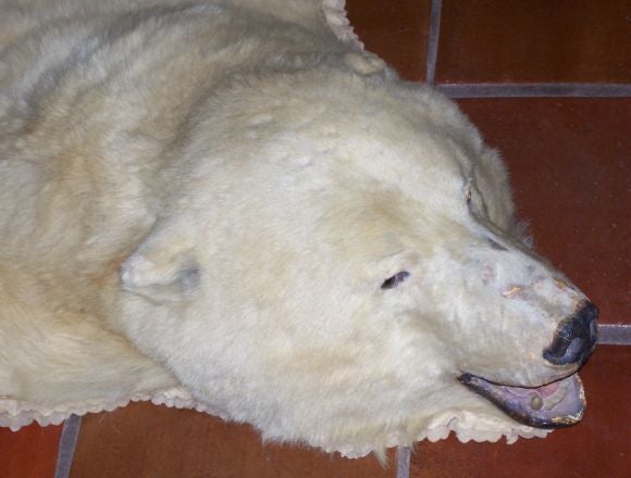 20th Century Exceptional Polar Bear Rug