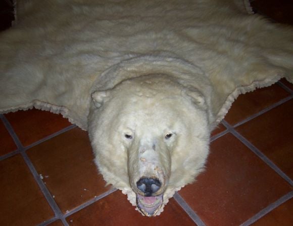 American Exceptional Polar Bear Rug