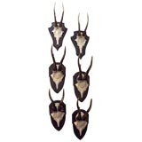 Eight Mounted Sets of Faux 'Jackalope' Antlers