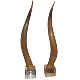 Pair Cattle Horns on Lucite Bases