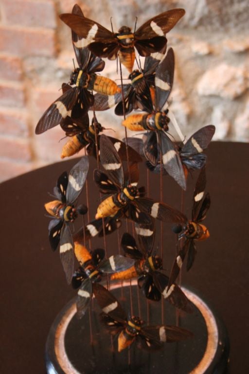 domed cicada display