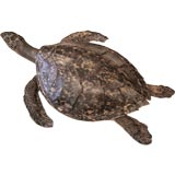 vintage sea turtle
