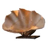 giant lombok shell