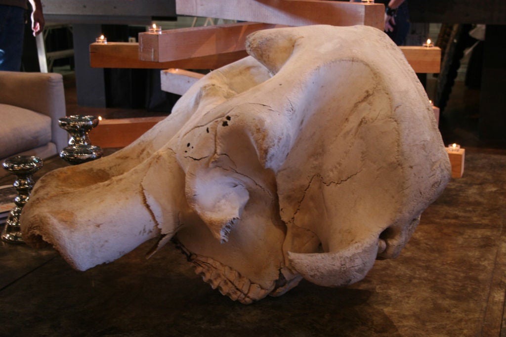 elephant skull from zimbabwe, africa, 2004<br />
<br />
notarized certificate of authenticity included