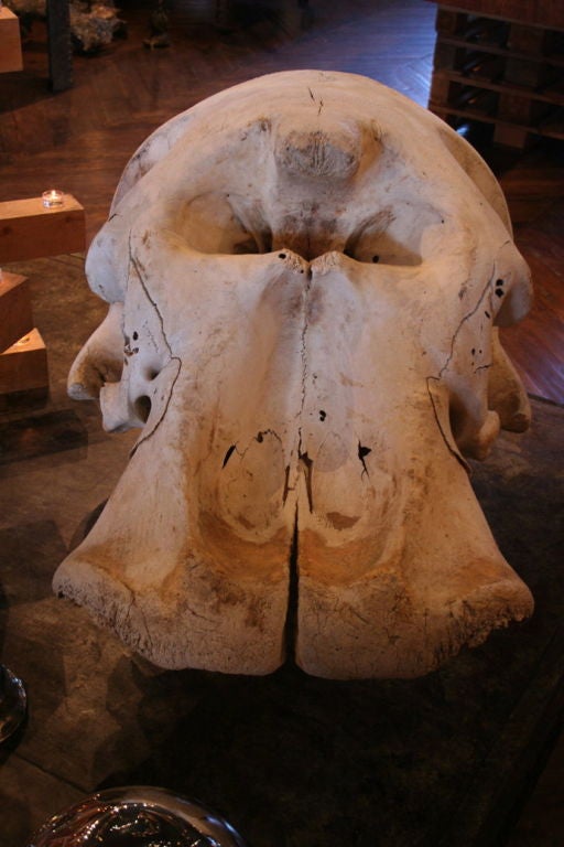 African elephant skull