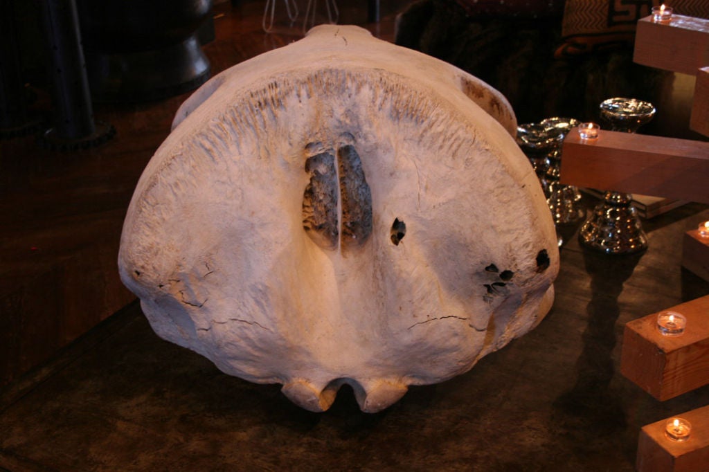 Contemporary elephant skull