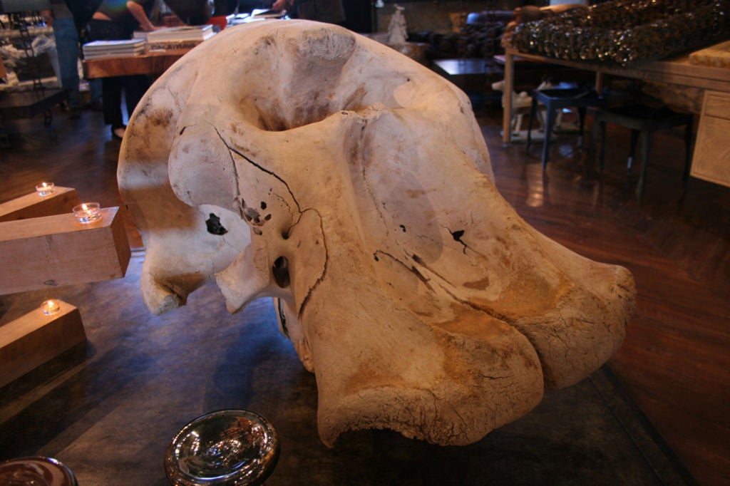 elephant skull 1