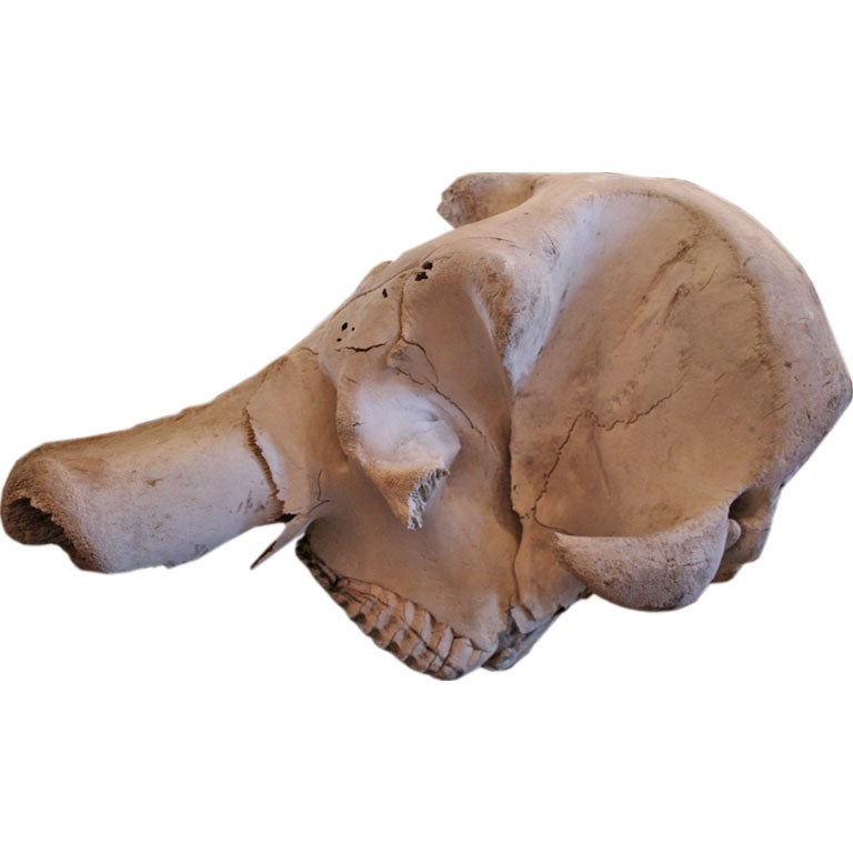 elephant skull