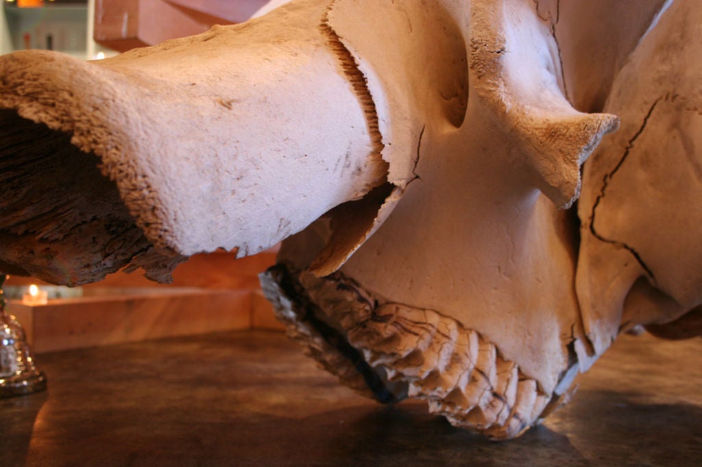elephant skull 2