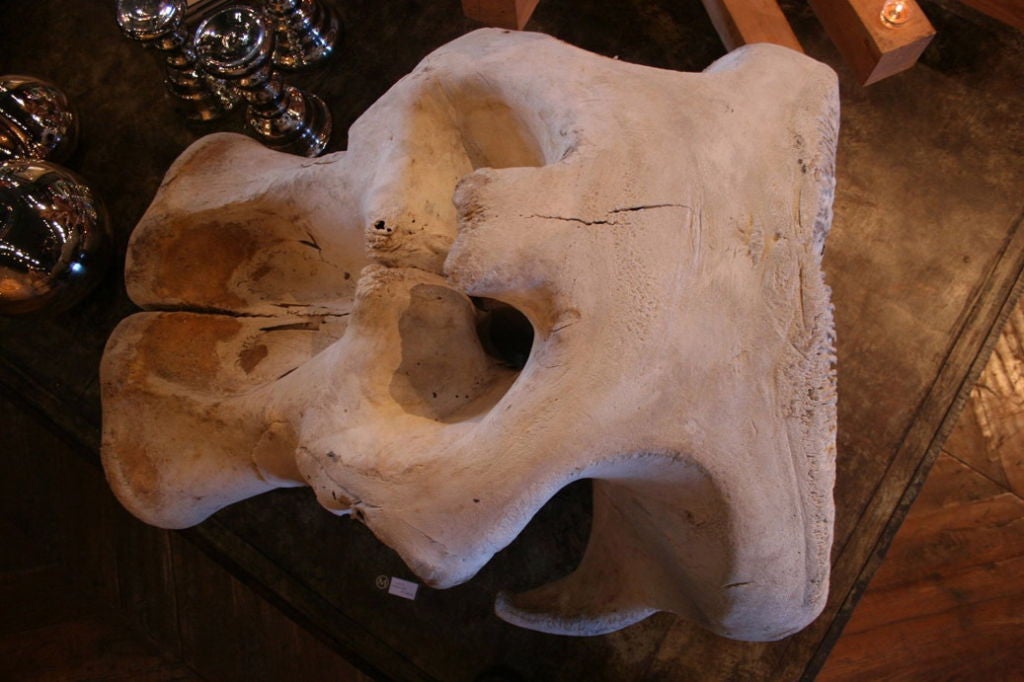 elephant skull 3