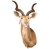 1950's safai kudu taxidermy