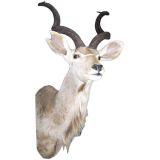 1950's safari kudu trophy taxidermy