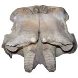 juvenille elephant skull