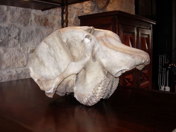 juvenille elephant skull