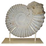Large Ammonite on metal stand