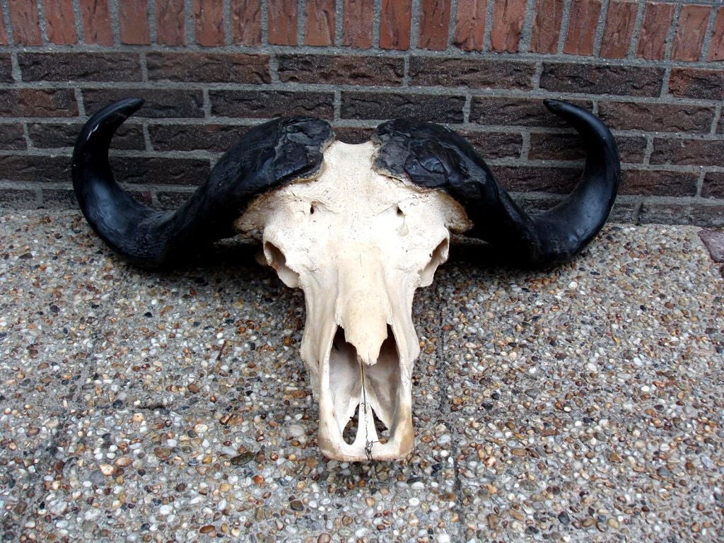 Water Buffalo Skull