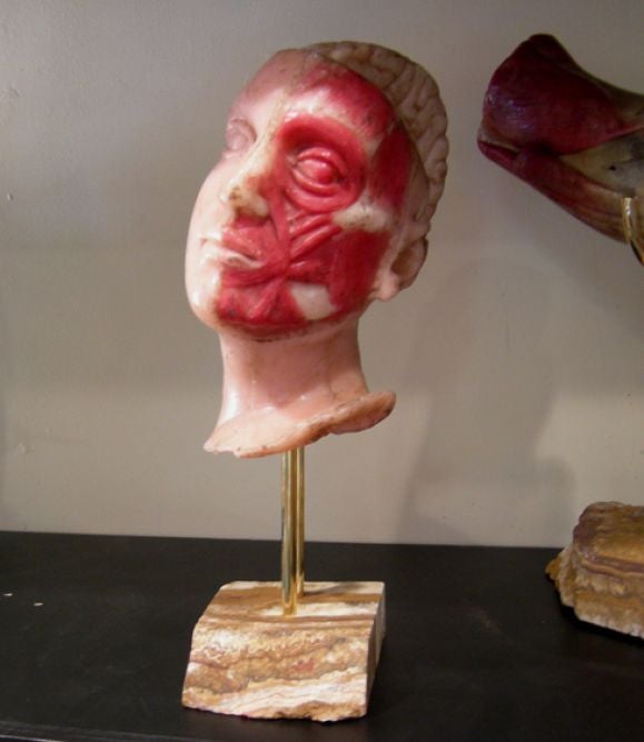These fantastic wax heads and leg are life sized, and detailed to the finest extreme. They were used in medical schools and offices as educational aids. We have mounted them on unfinished marble bases, suspended on polished brass rods. One head is