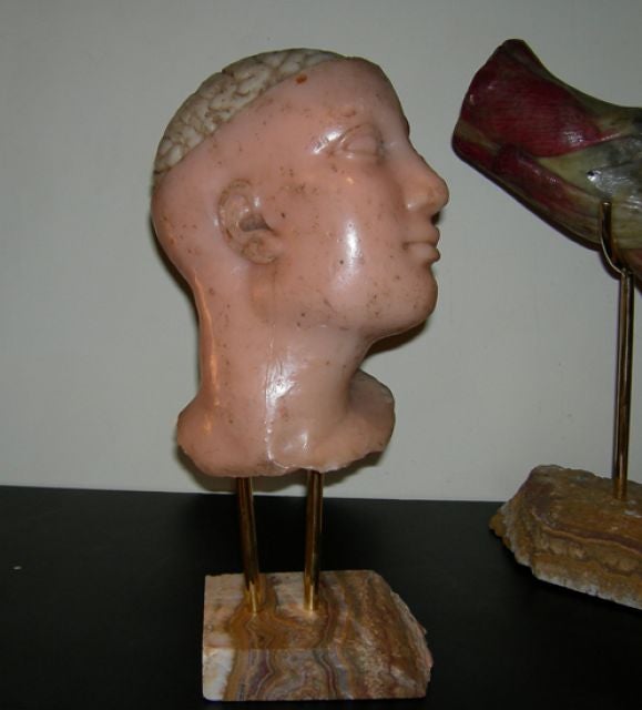 French Medical Wax Anatomy Sculptures