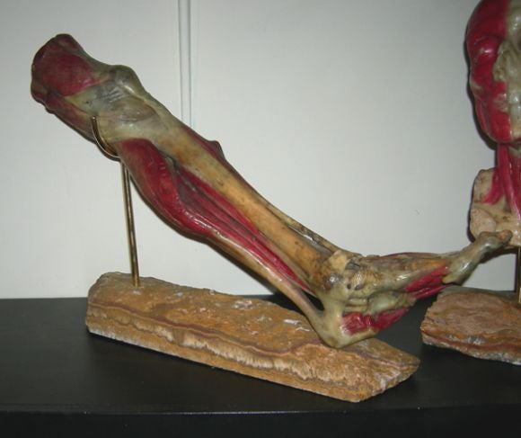 19th Century Medical Wax Anatomy Sculptures