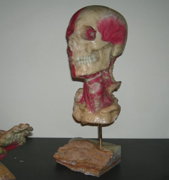 Medical Wax Anatomy Sculptures 1