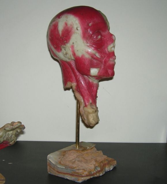 Medical Wax Anatomy Sculptures 2