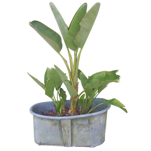 French   zinc    bathtub   converted in to  a  planter
