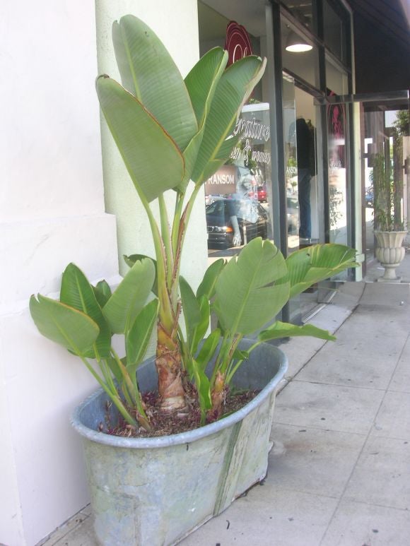 Bathtub converted into a planter.<br />
Plants are in excellent condition.Wooden bottom