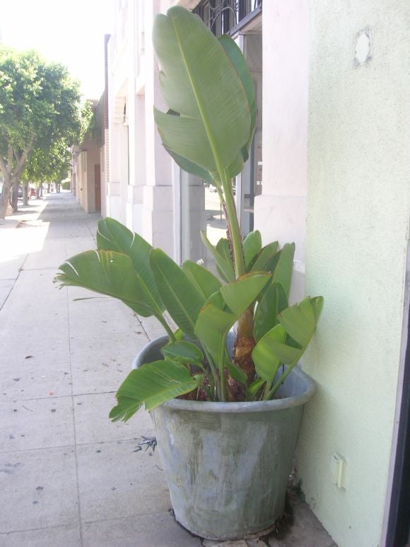 19th Century French   zinc    bathtub   converted in to  a  planter
