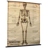 Antique Anatomy Educational Plate