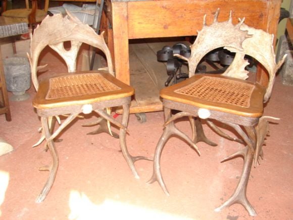 Pair of antler chairs