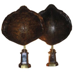 Pair of tortoise table lamps