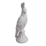 White Parrot