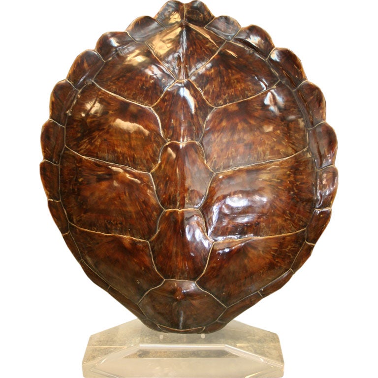 Huge Tortoise Shell
