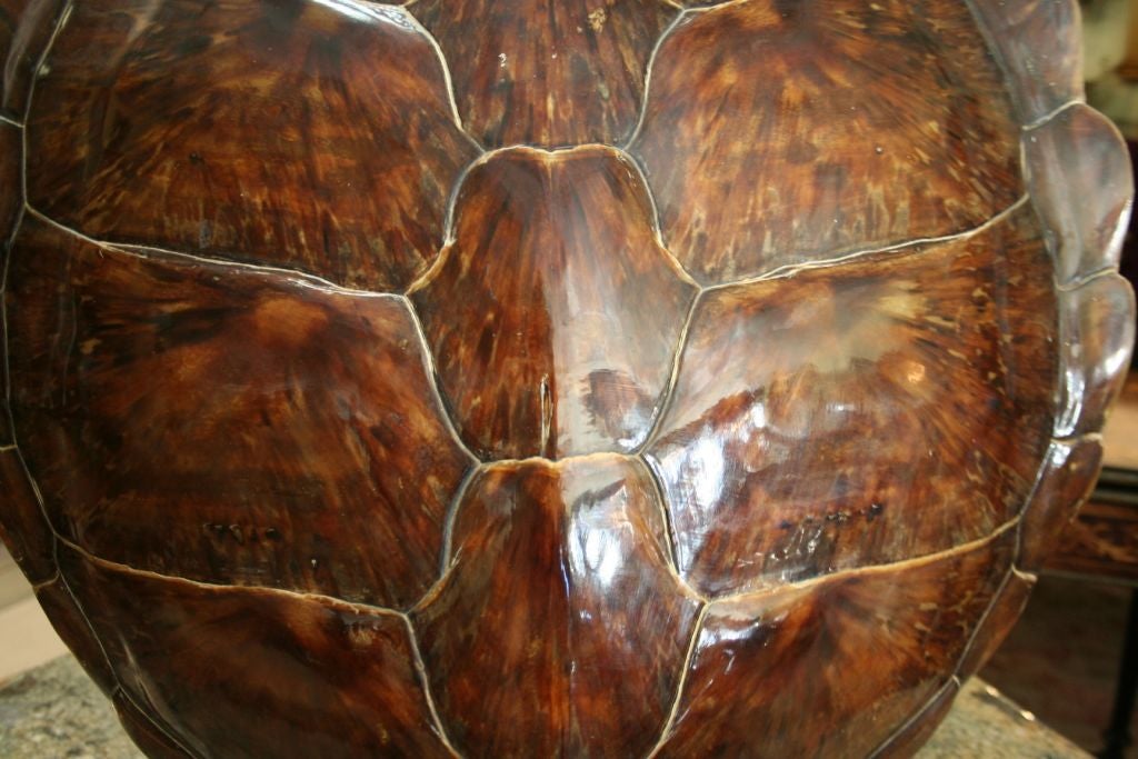 African Huge Tortoise Shell