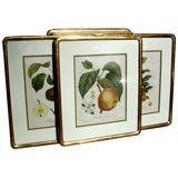 Vintage Collection of Gilded Frame Botanicals
