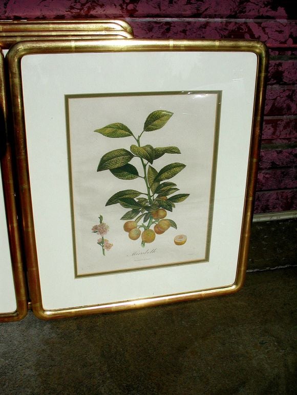 Collection of Gilded Frame Botanicals