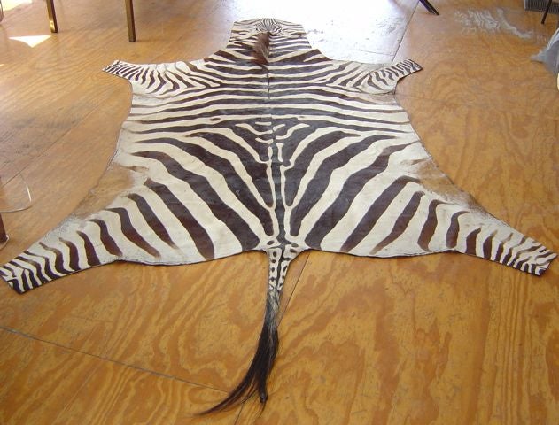 Vintage Zebra Skin rug in black turning to dark chocolate brown and creamy white/beige  with black felt backing.<br />
Excellent condition, very few signs of wear.