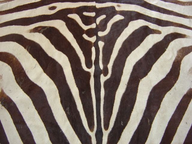South African Zebra Skin Rug Vintage