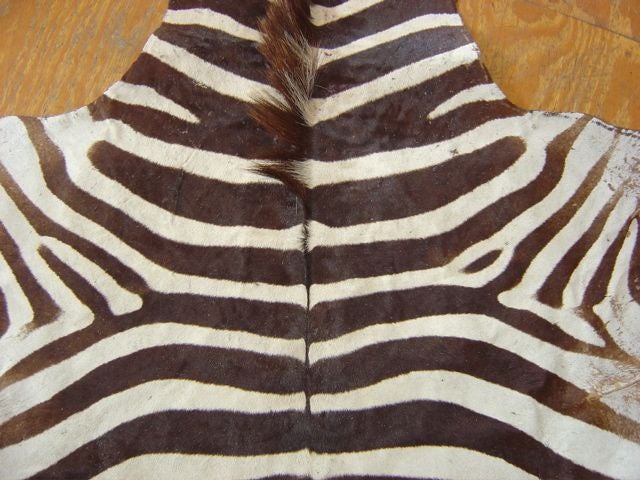 20th Century Zebra Skin Rug Vintage