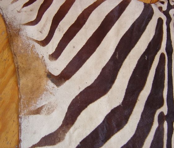 Zebra Skin Rug Vintage 2