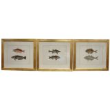 Set of Three Framed  Fish Lithographs