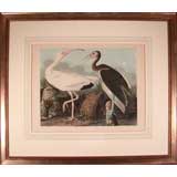 Original Audubon Print