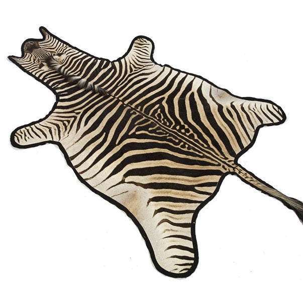 South African Trophy Zebra Skin