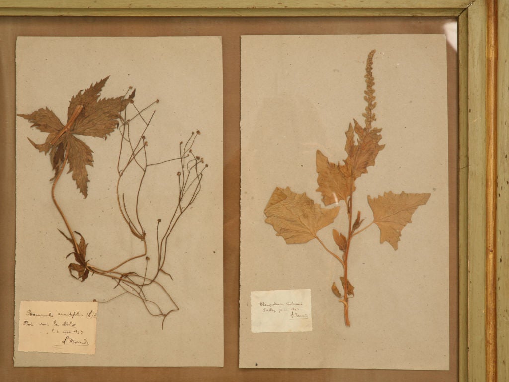 French c.1907-1908 Framed Botany Field Journal