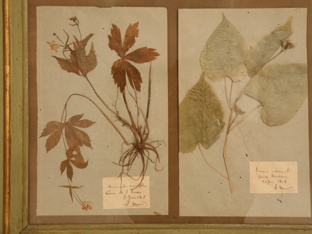 20th Century c.1907-1908 Framed Botany Field Journal