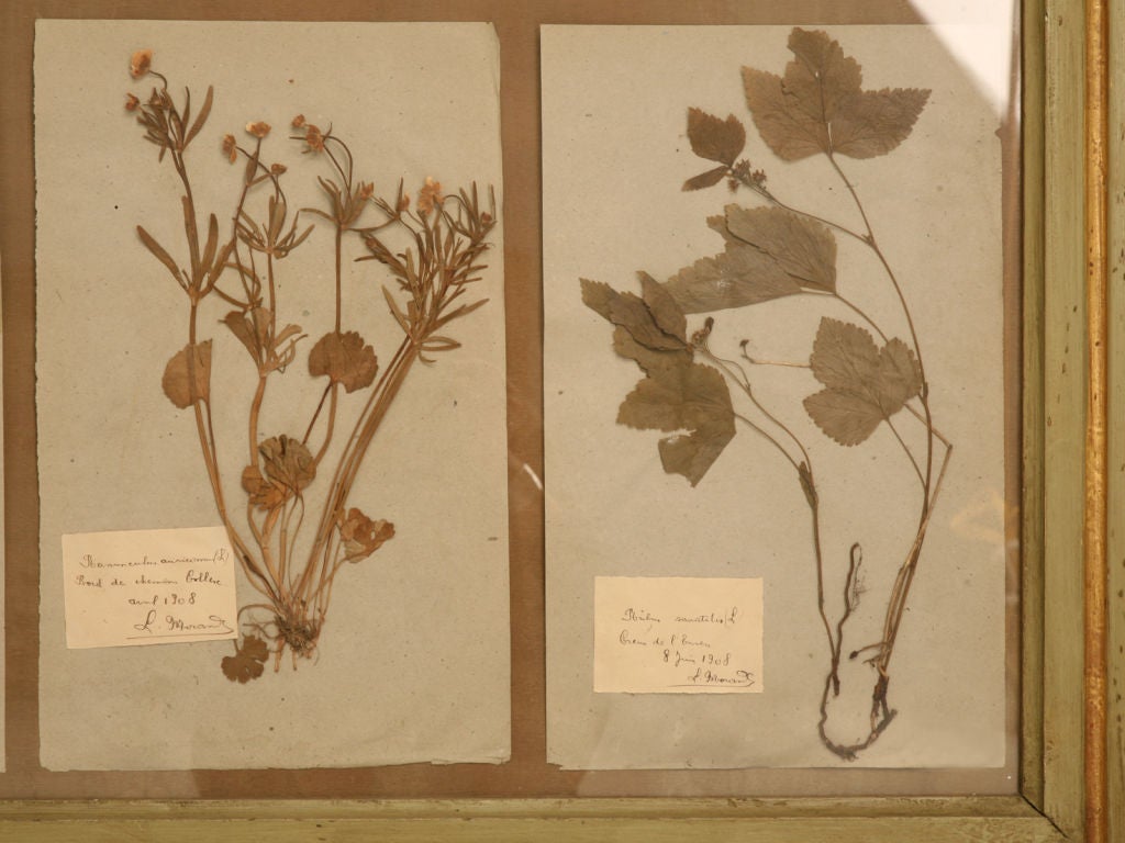 c.1907-1908 Framed Botany Field Journal 1