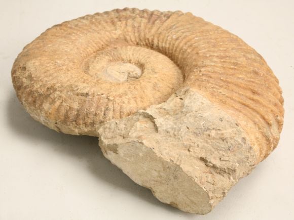 Large Ammonite Fossil
