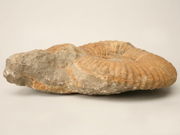 Large Ammonite Fossil