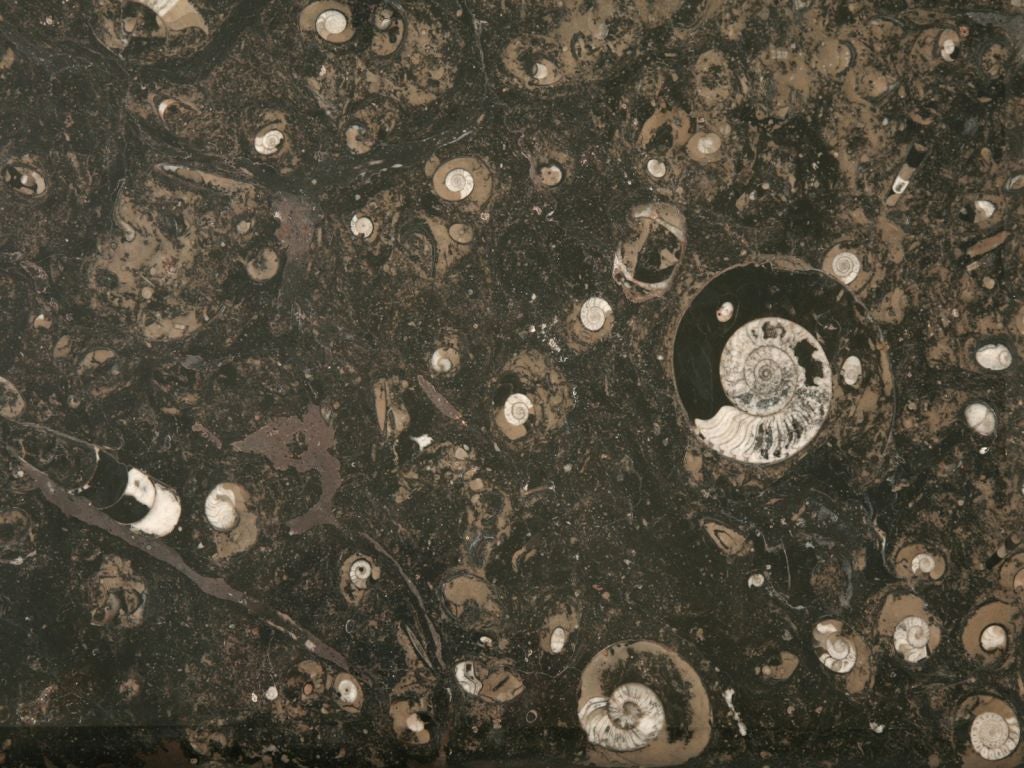 Stone Steel Coffee Table w/ Polished Fossil Top